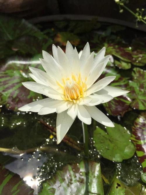 白莲花在线视频,揭秘网络直播界的清新之花